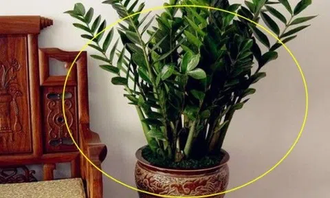 Cây trong nhà có hiện tượng này, chứng tỏ tài vận đang xoay chuyển, tài lộc sắp ào ào kéo vào nhà