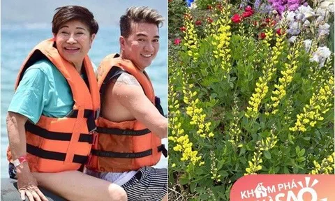 Người đàn bà quyền lực là vợ cũ Đàm Vĩnh Hưng, khoe không gian nhà xinh xắn tại Mỹ, vườn hoa đẹp mê