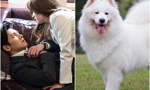 Con chó sủa ầm ĩ khi vợ chồng định "yêu" trên sofa, tôi vội chạy vào nhà vệ sinh rồi bật khóc khi biết nguyên do