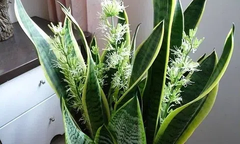 Cây lưỡi hổ ra hoa nên cắt bỏ hay giữ? 90% người trả lời sai, chẳng trách cây ngày càng gầy yếu