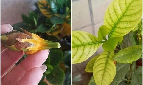 Thấy cây có 5 “báo động” này, cần xử lý càng sớm, chậm vài phút là lá vàng, chết cả chậu