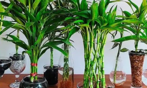Nên trồng bao nhiêu cây trúc phát tài để hút lộc, nuôi điềm lành? Số chẵn hay số lẻ mới tốt?