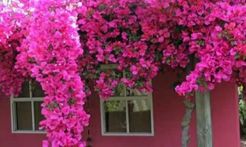 Hoa giấy trồng chỉ thấy lá không ra hoa, tưới thứ nước “cay cay” dễ kiếm này, hoa ra hàng chùm rực rỡ