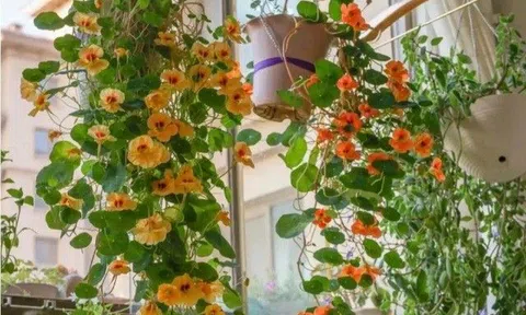 5 loại “hoa rèm” mọc không cần ánh sáng, vừa mới lạ vừa đẹp mắt lại cực dễ trồng