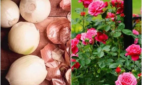 Chỉ cần một củ hành tây, hoa sẽ nở rộ sau 35 ngày, nhất là hoa hồng và lan càng cua