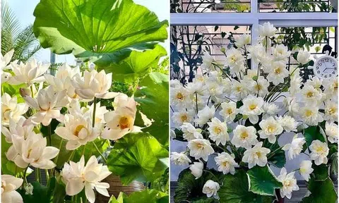 Mùa sen nở rộ, hội mẹ đảm dậy từ tờ mờ sáng cắm trăm bông, mang đầm sen vào nhà