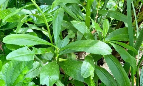 Cây rau không chăm cũng sống tốt, ăn bổ máu, giúp giải độc gan nhưng bị nhiều người ghẻ lạnh