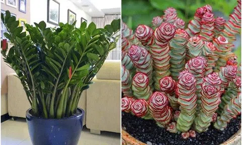 5 loại cây mang chữ “tiền tài”, vừa đẹp vừa sang, đặt một chậu trong nhà Thần Tài ghé thăm liên tục