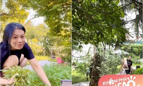 Vợ NSƯT Xuân Bắc khoe cảnh hái rau muống vườn nhà, thấy rõ không gian nhiều cây cối xanh mát quanh "biệt phủ"