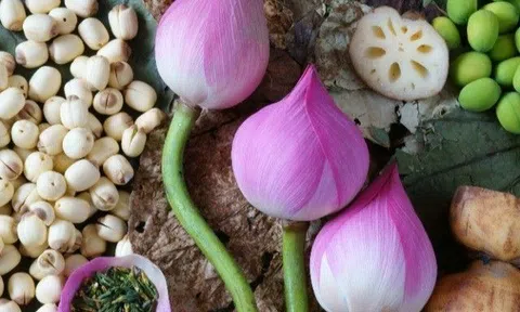 Loại cây sống nơi bùn đen nhưng hoa có vẻ đẹp thanh khiết, từ rễ đến lá đều là vị thuốc "kỳ diệu"