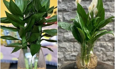 3 loại “hoa cát tường” trồng được trong nước, đặt một chậu ở phòng khách vừa đẹp vừa hút tài lộc