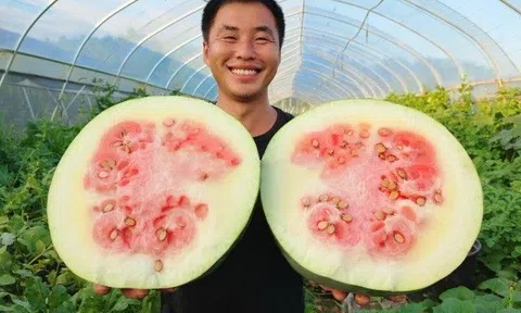 Loại dưa hấu thượng hạng 100 năm trước như thế nào mà heo bây giờ còn không thèm ăn, xa xưa lại là loại thuốc quý