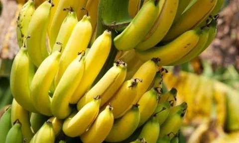6 loại quả những người sống lâu nhất trên thế giới ăn thường xuyên, có loại giá chỉ vài nghìn bán đầy ở chợ Việt