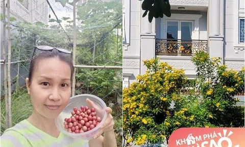 Cẩm Ly mộc mạc hết sức trong vườn, sưng hết tay chân khi hái quả tuổi thơ trước biệt thự khủng