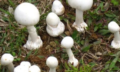Mẹ hái nấm về nấu ăn cho cả nhà, 5 người đều bị ngộ độc, 3 người tử vong