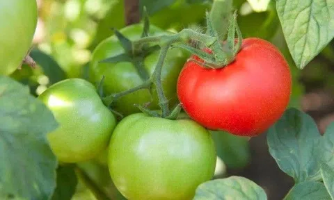 Hai loại cà chua tuyệt đối không nên ăn, loại dễ gây ung thư, loại hại cho dạ dày, cắn một miếng cũng độc