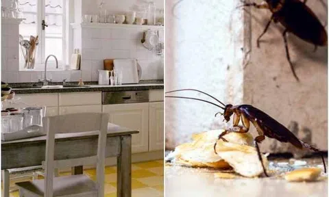 Gián sợ nhất thứ này, rắc một chút vào góc, đảm bảo không bao giờ thấy chúng trong nhà nữa