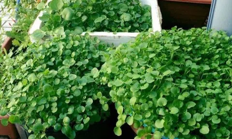 Rau này mang tiếng "bẩn" nhất với người Việt nhưng chuyên gia Mỹ khen là siêu thực phẩm, vua vitamin C, chống ung thư cực mạnh