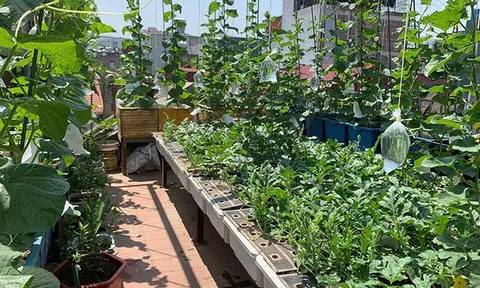 Mẹ đảm 4 con Hà Nội làm vườn sân thượng 60m2, chia sẻ bí quyết trồng rau siêu hiệu quả chỉ bằng những bịch nước lọc