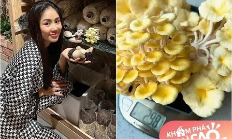 Lê Phương tập làm nông dân tại gia, nửa đêm mệt mỏi đi về thấy nấm mọc trong nhà
