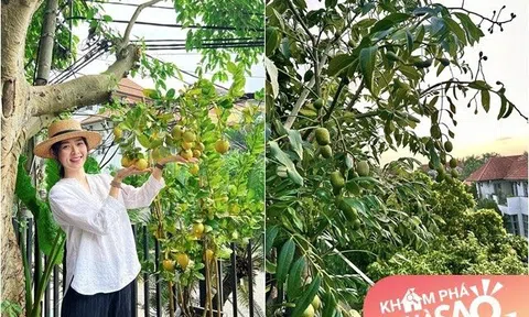 Diệp Bảo Ngọc khoe khu vườn chữa lành trên tầng cao đầy cây trái, bạn bè dí dỏm gọi "Bà trùm nông sản"