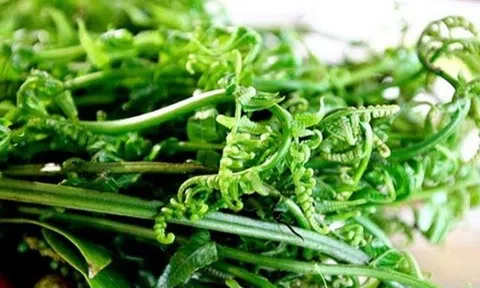 Rau này chỉ mọc ở miền núi phía Bắc, giá tới 200 nghìn đồng/kg mà ai cũng săn lùng để được trường thọ