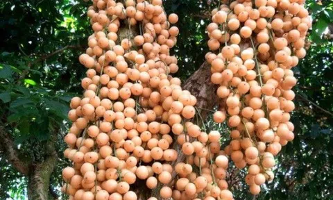 Loại quả tiến vua "đẻ" ra từ thân sai trĩu trịt, là đặc sản Quảng Nam chứa dưỡng chất đẹp da mà nhiều chị em cất công tìm kiếm