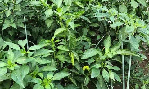 Loại lá mọc đầy vườn không ai hái, canxi gấp 2 lần sữa, ăn đều dưỡng gan, bổ mắt