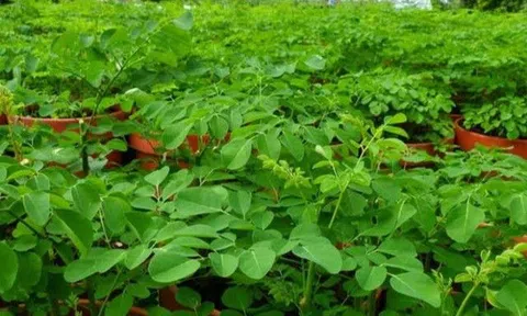Cây này nhìn tưởng rau ngót hóa ra là "tổ yến thực vật", canxi gấp 4 lần sữa lại có chất chống K