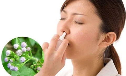 Loại hoa nghe đã thấy “bốc mùi”, người Việt thường nhổ bỏ mà không biết đó là vị thuốc quý, chứa đầy kháng sinh tự nhiên