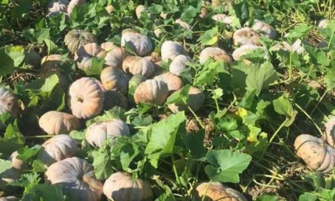 Bí ngô rất bổ nhưng “đại kỵ” với 3 kiểu người sau