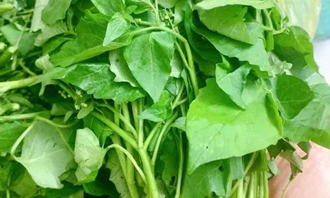 Người Việt Nam coi nó như rau dại nhưng ở nước ngoài đây lại là rau quý được săn lùng vì tốt cho sức khỏe