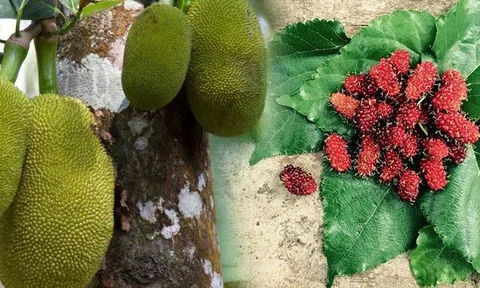8 loại trái cây siêu kháng viêm ngừa ung thư, đặc biệt loại cuối là thứ quả dân dã chỉ Đông Nam Á có