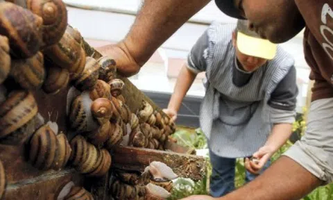 Nông trại nuôi ốc sên làm mỹ phẩm tại Italy