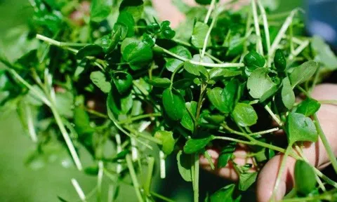 18 loại rau lá được CDC Mỹ công nhận tốt nhất thế giới, số 1 là loại rau người Việt chê bẩn ngại ăn