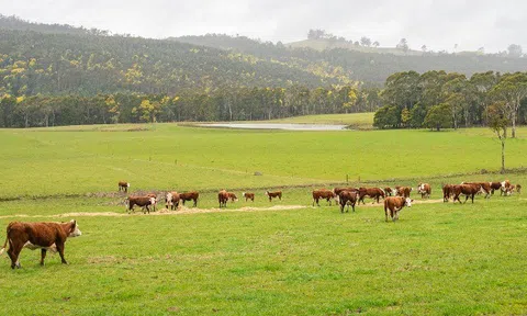 Tại sao Tasmania - Trái tim của hành tinh thuyết phục được nhiều mẹ Việt khó tính?