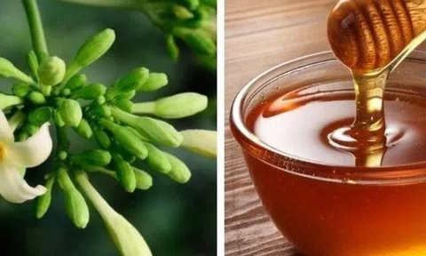 Hoa đu đủ đực có tác dụng gì? Uống hoa đu đủ đực ngâm mật ong có khỏi ung thư?