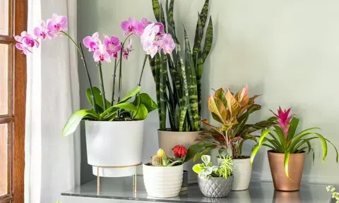 Trước Tết nếu trong nhà vẫn còn 9 loại hoa này, hãy nhanh tay vứt đi, để ở nhà lợi bất cập hại