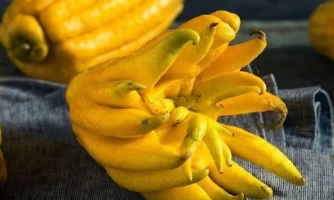 Phật thủ thắp hương xong nhiều nhà vứt bỏ, vậy loại quả này ăn thế nào để vừa bổ, vừa làm thuốc?
