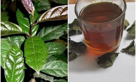 Loại cây mọc đầy vùng núi, xưa chẳng ai thèm hái nay nhiều người săn lùng để phòng chống ung thư, giải độc cơ thể