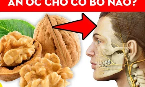 Ăn quả óc chó có bổ não không? Nên ăn bao nhiêu quả để người trẻ thông minh, người già cải thiện trí nhớ?