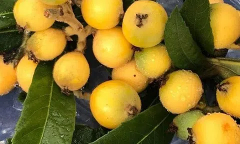 Loại quả được gọi là "thần dược" vì vô số tác dụng đặc biệt cho sức khỏe, nhiều người nhìn lại tưởng quả dại