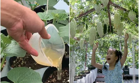 Mẹ Sài thành bật mí cách làm "nước thần" tưới rau siêu rẻ, được cả vườn rau sạch ăn mãi không hết 