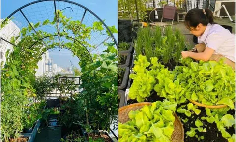 Nữ giám đốc Sài thành chi 120 triệu đồng, vác 5 tấn đất lên sân thượng làm vườn rau sạch có view đẹp như mơ