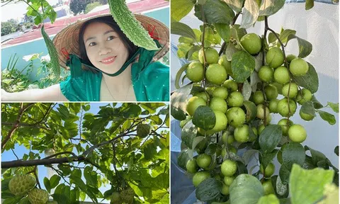 Mẹ đảm Bình Dương xây khu vườn “trên mây” đủ loại rau trái, trồng trong chậu nhưng cây nào cây nấy sai trĩu trịt