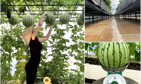 Cô gái “mát tay” trồng cây nào cây nấy quả sai lúc lỉu, dưa hấu nặng tới 9.5kg, sân vườn sạch hơn cả nền nhà