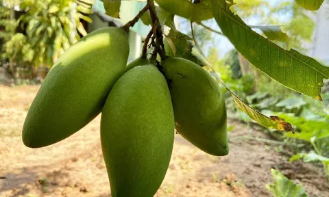 Loại quả có quanh năm giá rẻ chỉ bằng bó rau, tốt cho da, tóc và có khả năng ngừa ung thư đại trực tràng