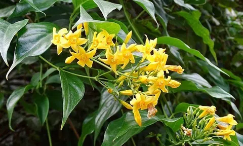 Loại lá gợi tên “tử thần” nhưng nhiều người nhầm lại mang về làm rau ăn, đây là cách nhận biết chính xác nhất