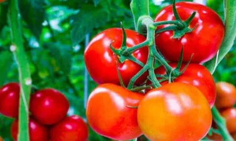 15 loại rau quả giúp giải độc gan, có loại chỉ vài nghìn đồng/kg mà tốt chẳng kém món đắt đỏ