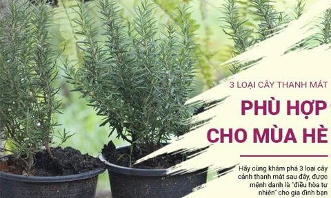 3 loại cây cảnh thanh mát, phù hợp cho gia đình mùa hè
